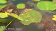 BAL-0007