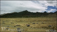 TIB-0061